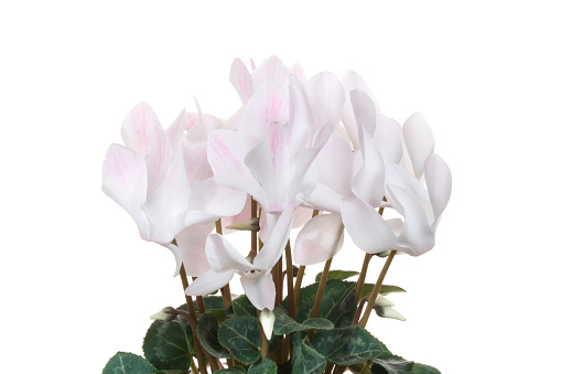 White flowers on a white background.