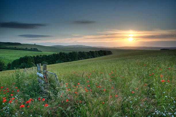 istock Organic farmland sunset. 183840426
