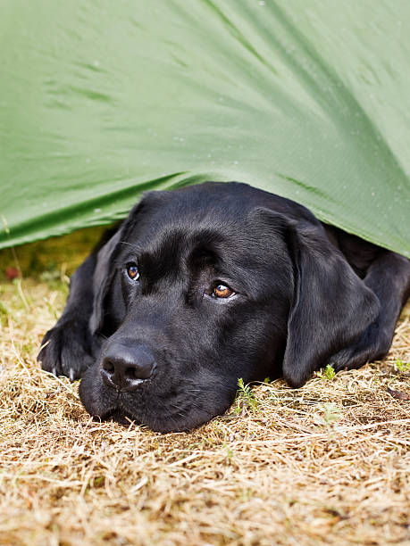 Black Labrador Retriever stock photo