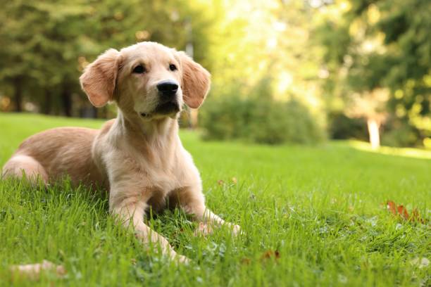 istock Cute Labrador Retriever puppy lying on green grass in park, space for text 1838408555