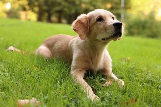 istock Cute Labrador Retriever puppy lying on green grass in park 1838409105
