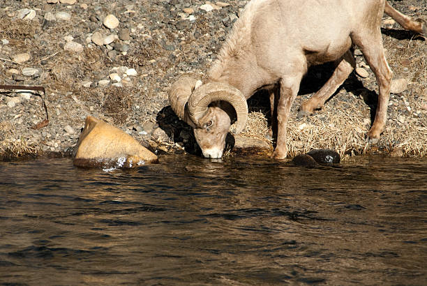 carneiro de chifre grande no colorado rocky mountains - rocky mountain sheep - fotografias e filmes do acervo