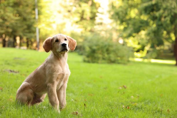istock Cute Labrador Retriever puppy sitting on green grass in park, space for text 1838409621