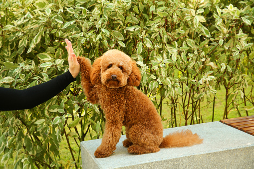 Cute dog giving high five to woman outdoors, closeup