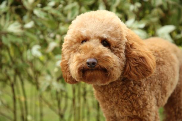 istock Cute fluffy dog in park, space for text 1838410151