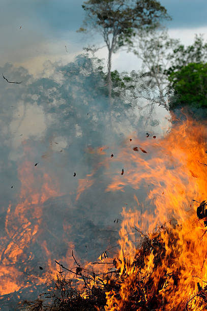 amazon on fire burning the amazon rainforest deforestation photos stock pictures, royalty-free photos & images