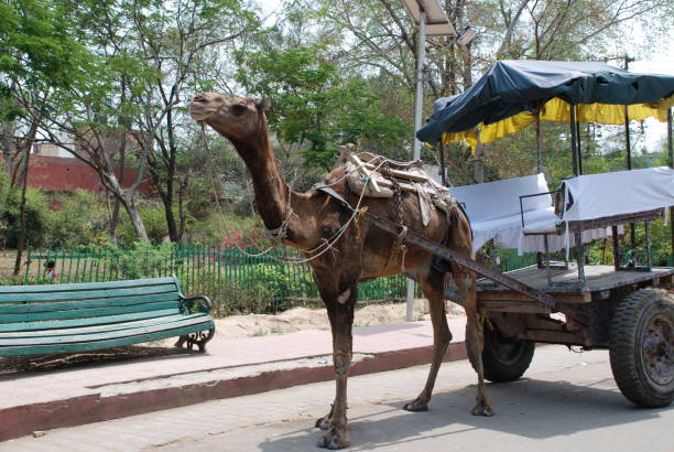 istock Camel ride to Taj Mahal 1838413307