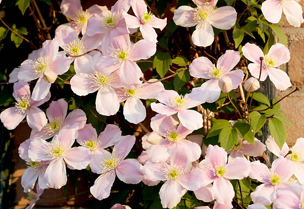 istock Clematis montana against Wall in Morning Light 183841591