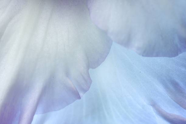 istock Beautiful lilac Gladiolus flower as background, macro view 1838416421