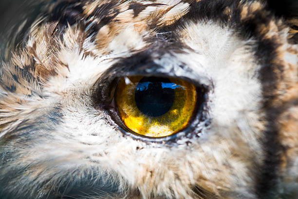 istock Owl eye staring at camera yellow and black 183841643