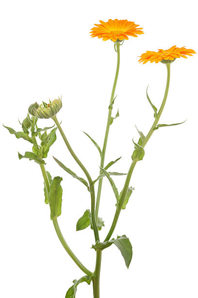 calendula officinalis (fiorrancio coltivato) isolato su bianco - pot marigold single flower flower flower head foto e immagini stock