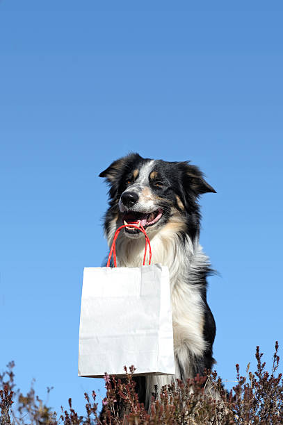 Cтоковое фото Собака с однотонной белой сумка