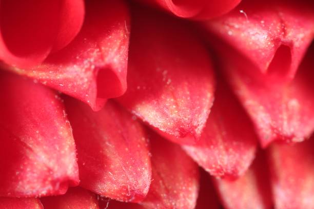 istock Beautiful red Dahlia flower as background, macro view 1838416930