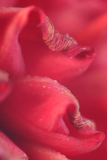 istock Beautiful red Dahlia flower as background, macro view 1838416933