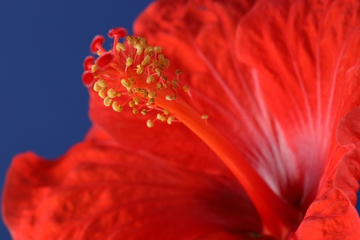 Beautiful red hibiscus flower on blue background, macro view