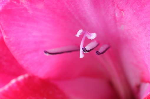 Beautiful pink Gladiolus flower as background, macro view