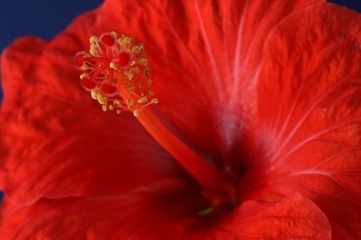 Beautiful hibiscus flower with red petals, macro view