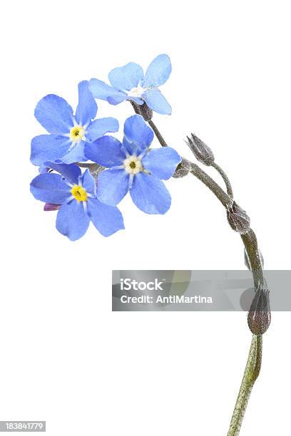 ワスレナグサmyosotis 白で分離 - 花のストックフォトや画像を多数ご用意 - 花, ワスレナグサ, カットアウト