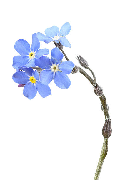 miosótis (myosotis) isolado a branco - miosótis imagens e fotografias de stock