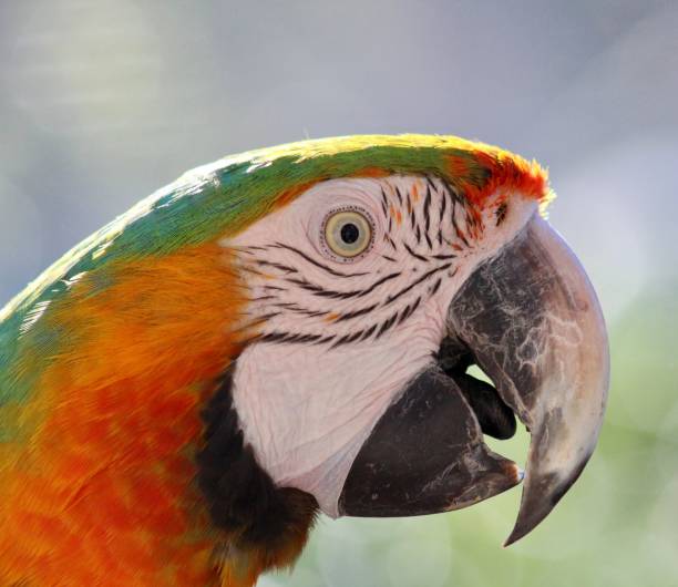 istock Brightly colored sun conure perched on a branch, its feathers glowing in the light of the sun 1838419409