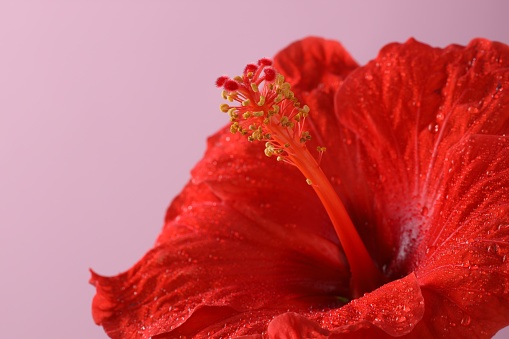 Beautiful red hibiscus flower with water drops on pale pink background, macro view. Space for text