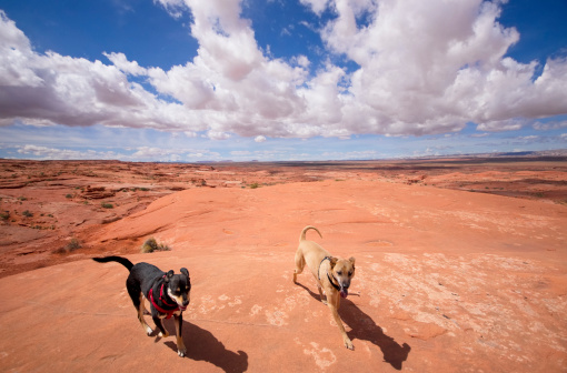 dogs run beneath a cloud filled blue sky on the orange and red sandstone landscape of the san rafael desert.  horizontal composition taken in southeastern utah.