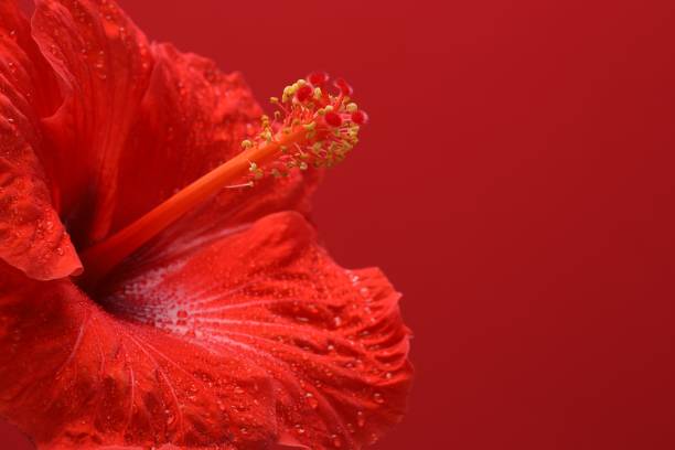 Beautiful hibiscus flower with water drops on red background, closeup. Space for text