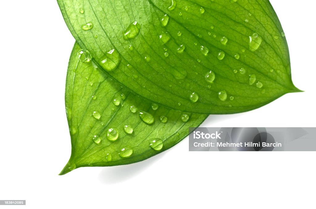 Gouttes d'eau sur les feuilles - Photo de Feuille libre de droits