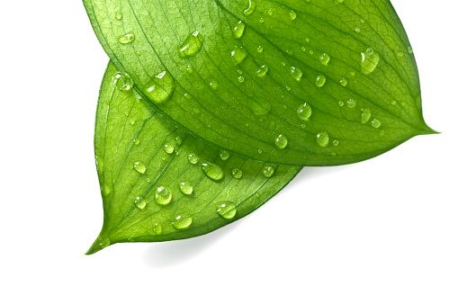 Rain drops splashing on green banana leaf background