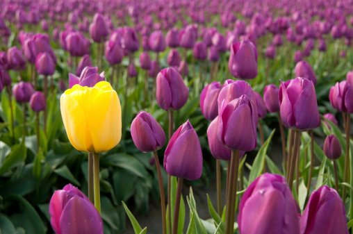 Single Yellow Tulip surrounded by Purple Tulips.