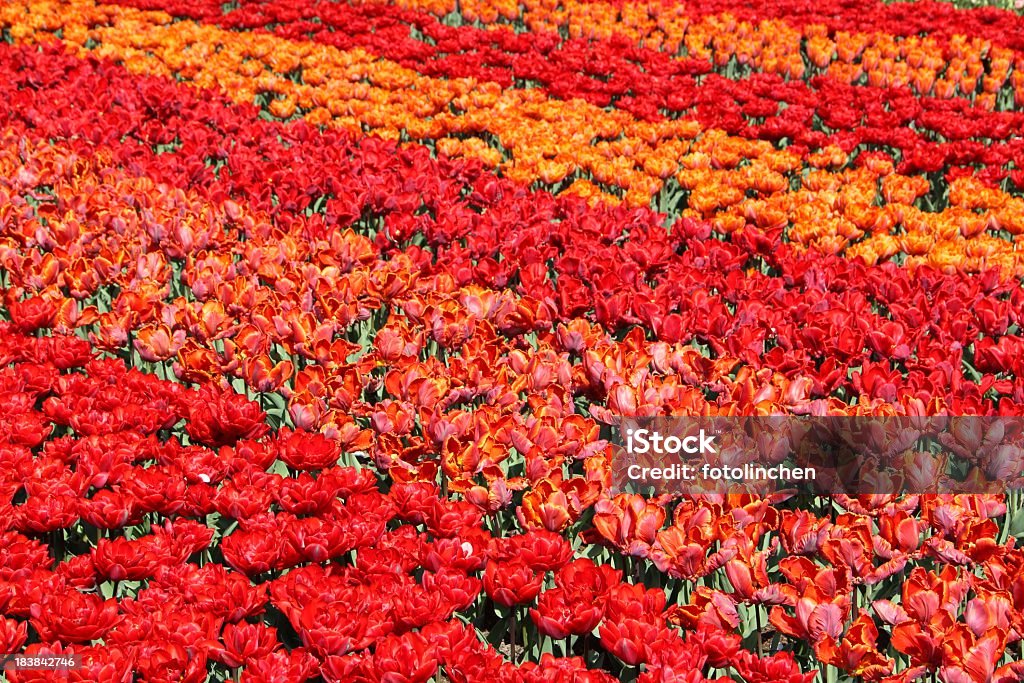 Rot und orange Tulpen - Lizenzfrei Blume Stock-Foto