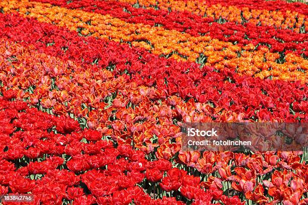 Rot Und Orange Tulpen Stockfoto und mehr Bilder von Blume - Blume, Blumenbeet, Blütenblatt