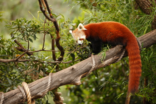 Red Panda