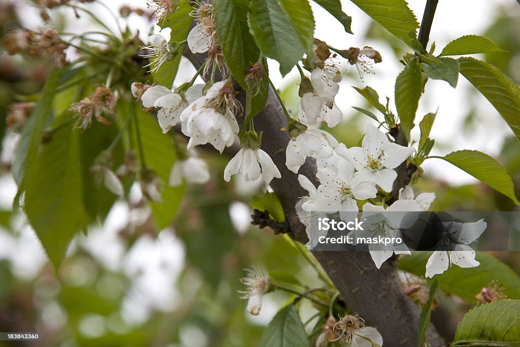 Cherry Flower cherry flower Beauty In Nature Stock Photo