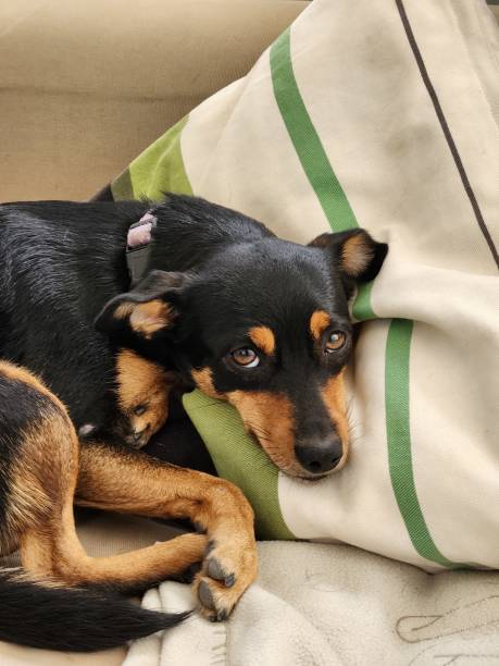 istock Cute dog sleeping on sofa, top view. Pet care concept 1838434255