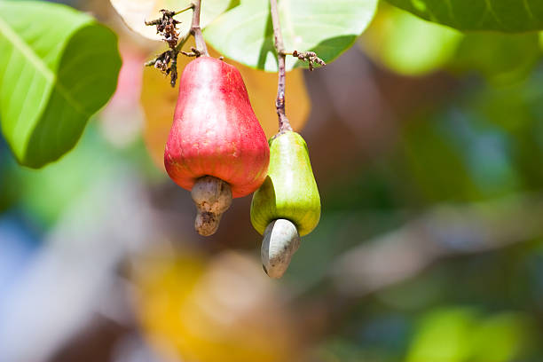 istock cashew nuts on a branch close-up 183843436