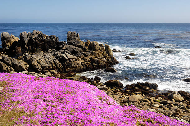 istock Flowering Plant Growing on Oceanside Cliff 183843478