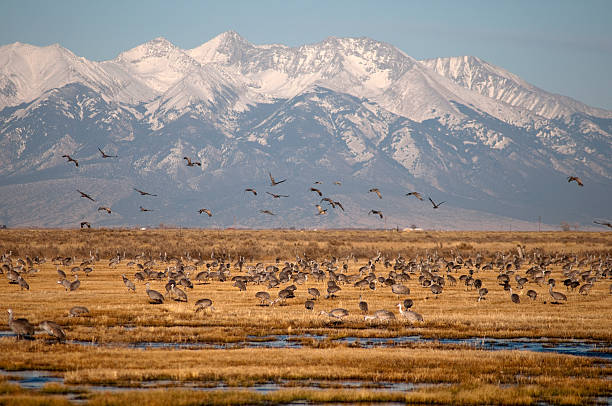 istock Sandhill Cranes in Monte Vista, Colorado 183843754