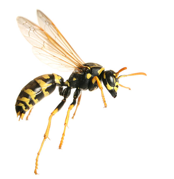 flying wasp - avrupa eşek arısı stok fotoğraflar ve resimler