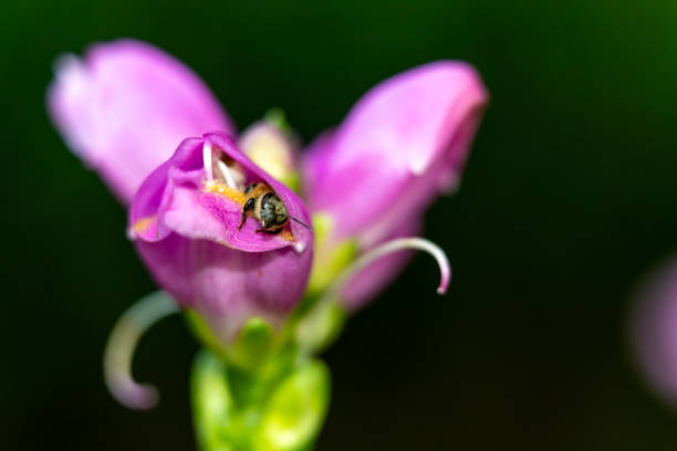 uma pequena flor roxa com uma abelha dentro dela perto de uma planta verde - awe fly flower pollen - fotografias e filmes do acervo