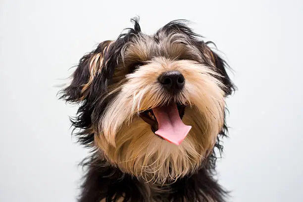 Photo of Close-up of a Yorkshire Terrier puppy sticking tongue out