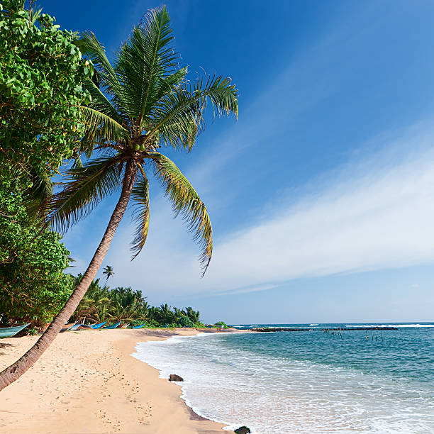 istock Paradise - tropical beach, Sri Lanka 183844465