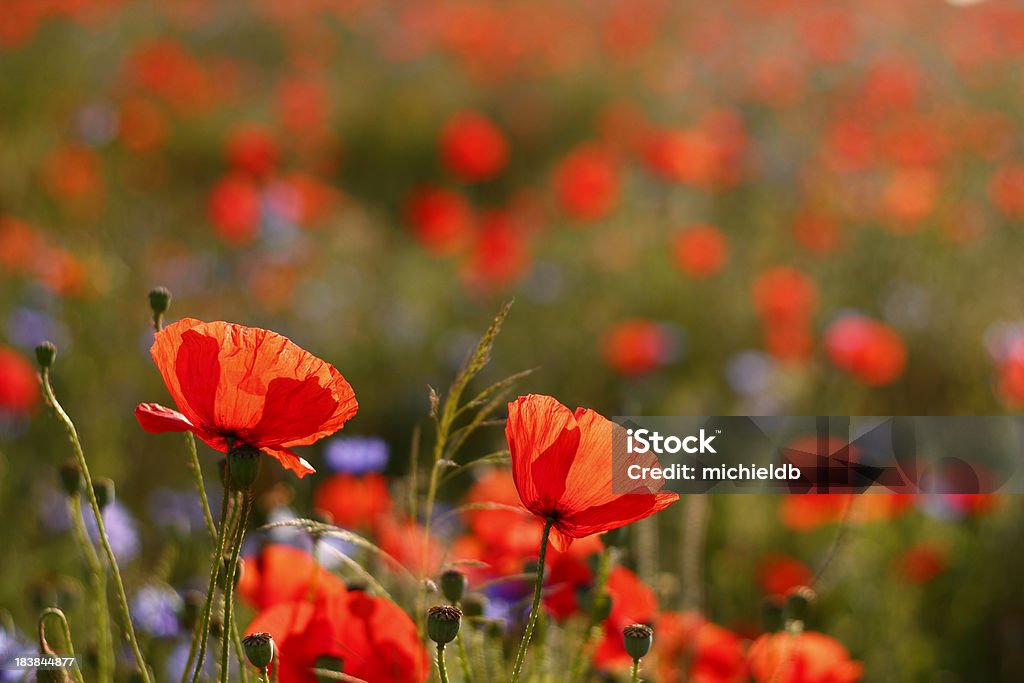 Poppies - Lizenzfrei Mohn - Pflanze Stock-Foto