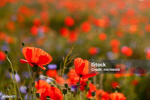 Poppies Stockfoto und mehr Bilder von Mohn - Pflanze - Mohn - Pflanze, Blume, Feld