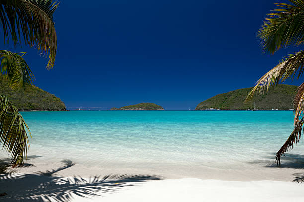 istock two palm trees at the Caribbean white sand beach 183844919