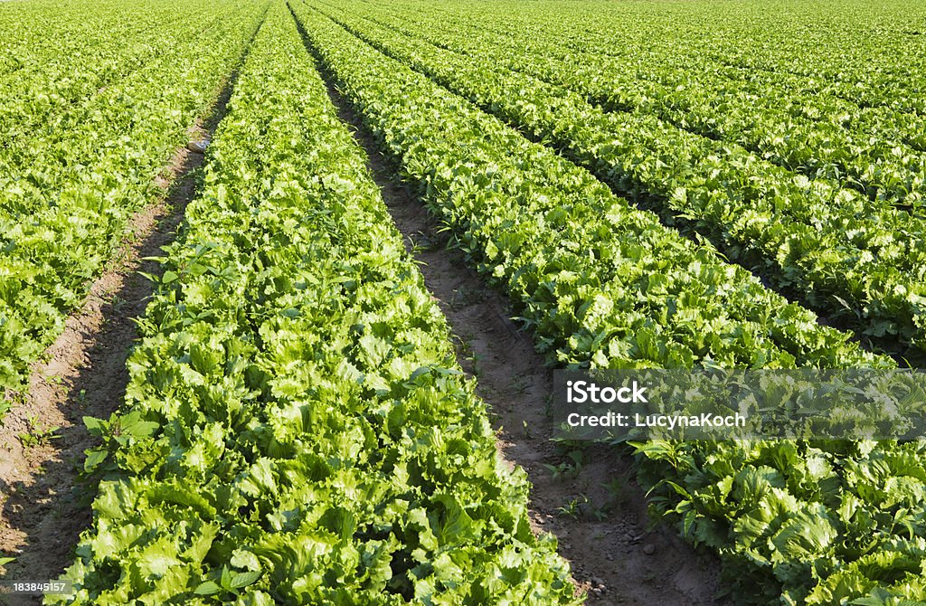 Frischer Salat - Lizenzfrei Blattsalat Stock-Foto