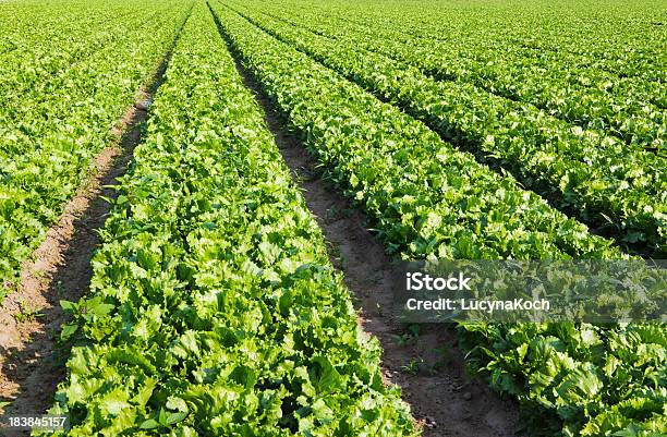 Frischer Salat Stockfoto und mehr Bilder von Blattsalat - Blattsalat, Bunt - Farbton, Feld