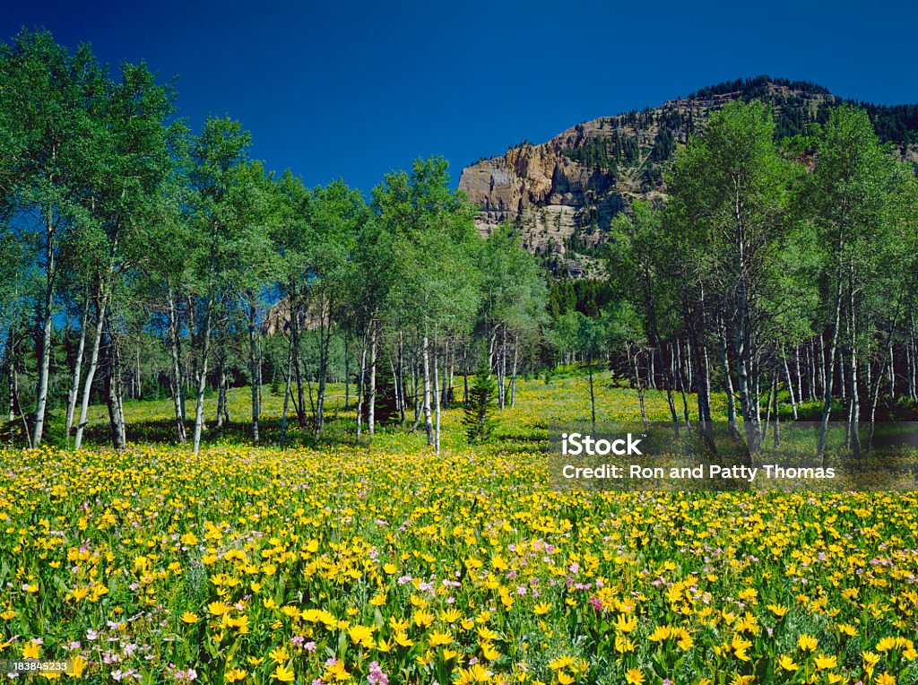 Prado alpino em Wyoming - Royalty-free Amarelo Foto de stock