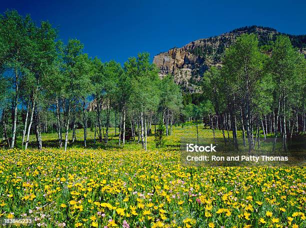 Prado Alpino Em Wyoming - Fotografias de stock e mais imagens de Amarelo - Amarelo, América do Norte, Ao Ar Livre