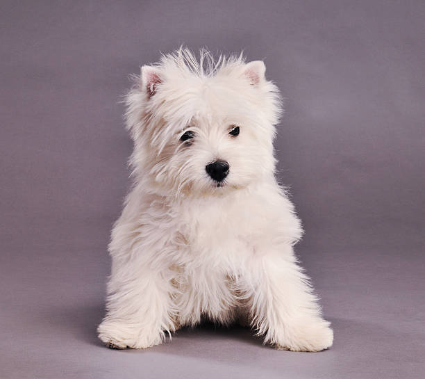 istock West Highland Terrier puppy 183845239